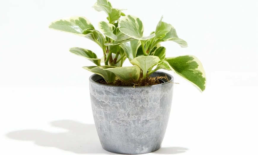 Image 5: Lively Root Deal: Small Indoor Houseplant Collection with Eco-Pot Planter