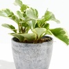Image 5: Lively Root Deal: Small Indoor Houseplant Collection with Eco-Pot Planter