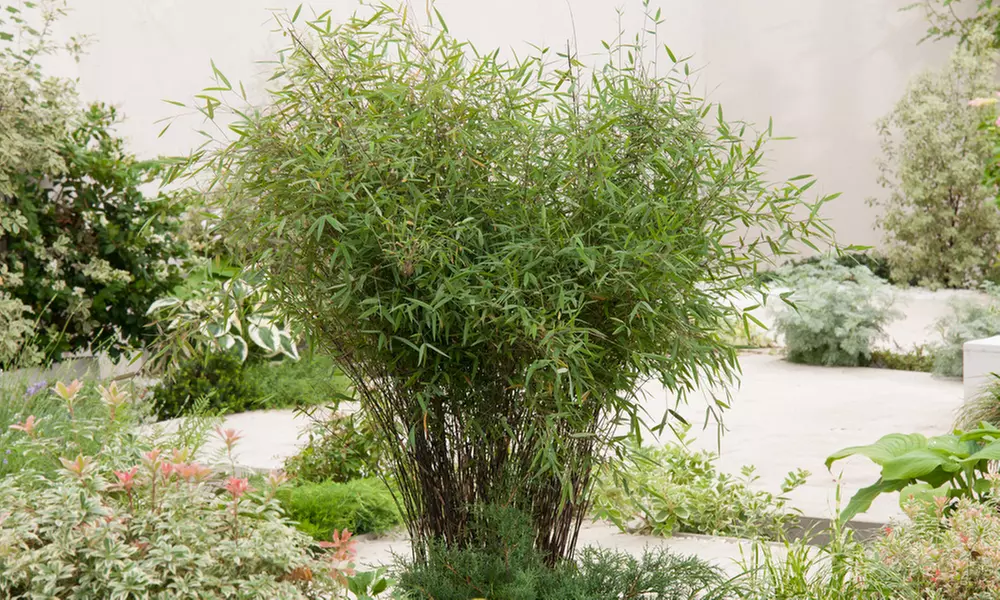 1x oder 2x Bambus Red Dragon (Fargesia)