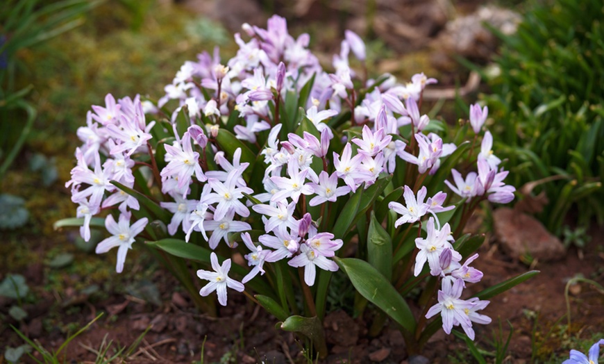 Image 5: Hardy Spring Bulb Collection