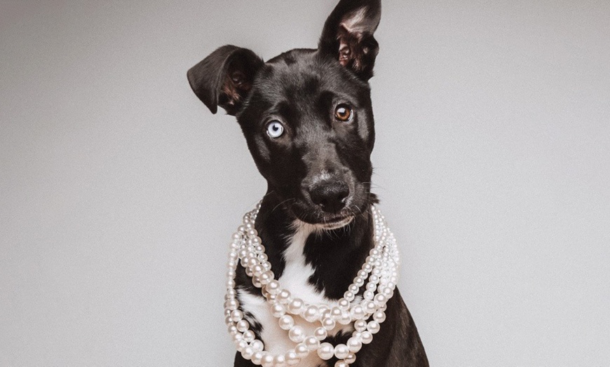 Image 5: Tailored Individual, Couple, Family or Pet Photo Shoot Experience