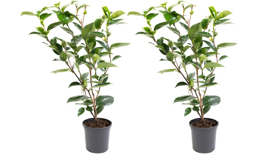 Image 3: 1 ou 2 arbustes de camélia du Japon XL de Gardenzo
