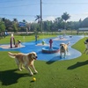 Image 1: One, Three or Five Days of Dog Daycare