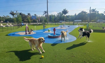 One Day of Dog Daycare - (Monday - Friday) - Baxters Doghouse