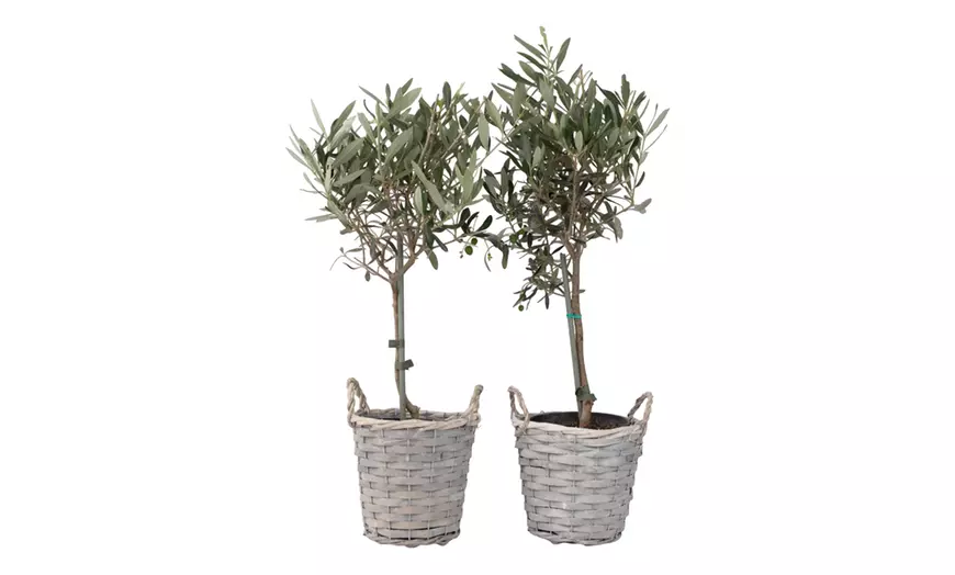 Image 4: Lot de deux oliviers 45-55 cm hauteur 