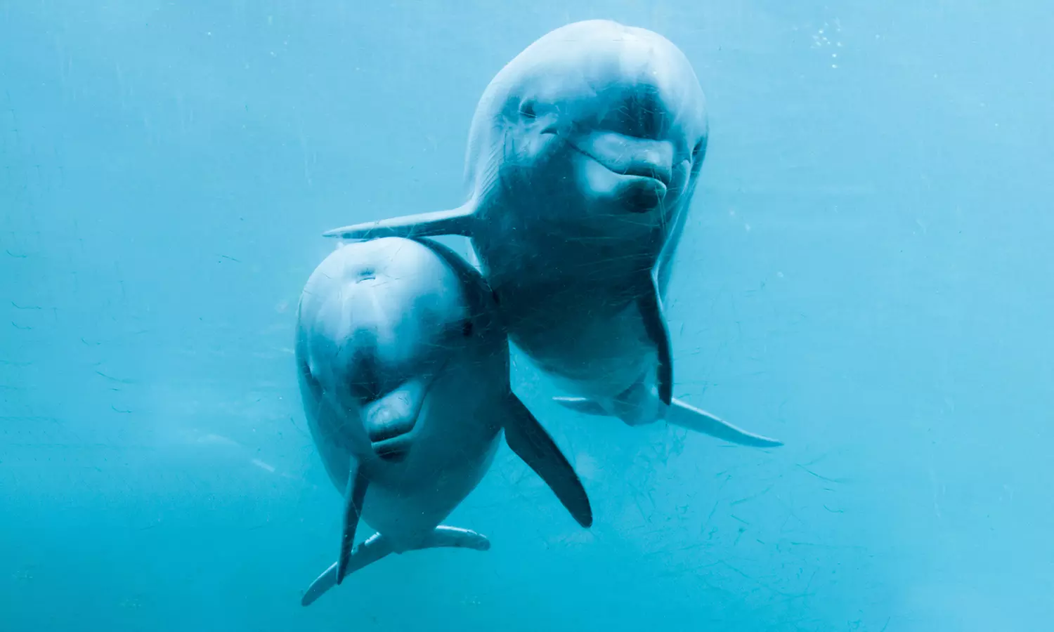 Einrittskarte "Dolfinarium" in Harderwijk, Niederlande für 1 Person