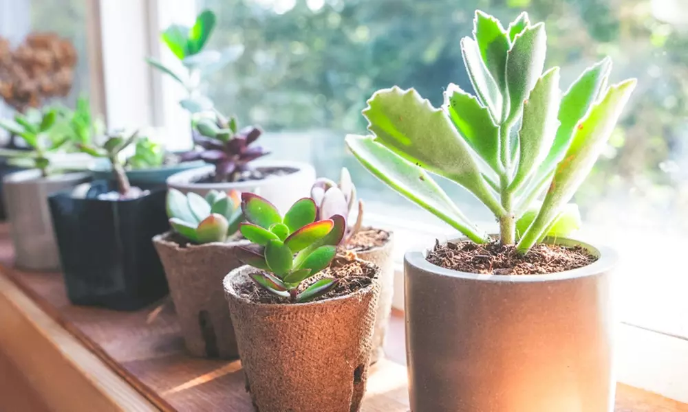 Three Month Subscription to Succulent Studios Monthly Plant Delivery (Up to 50% Off) - Primary Image