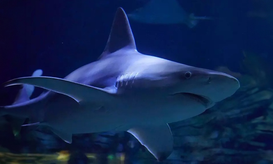 Image 5: Cofre canjeable para el Oceanogràfic Valencia con Wonderbox