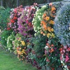 Image 7: Lucky Dip Summer Bedding Plants - Up to 144 Plants