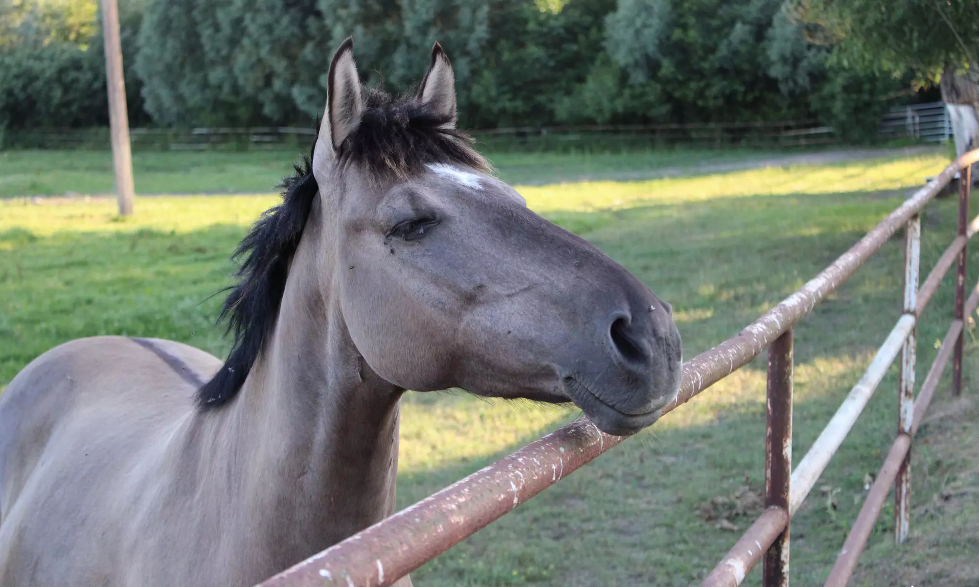 Nauka jazdy konnej dla dzieci i dorosłych w malowniczej scenerii