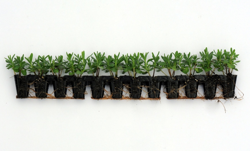 Image 2: Lavender 'Hidcote' - 12 or 24 Plants