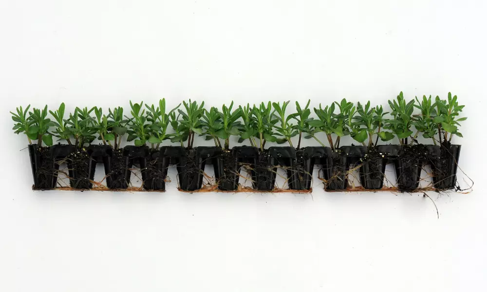 Lavender 'Hidcote' - 12 or 24 Plants