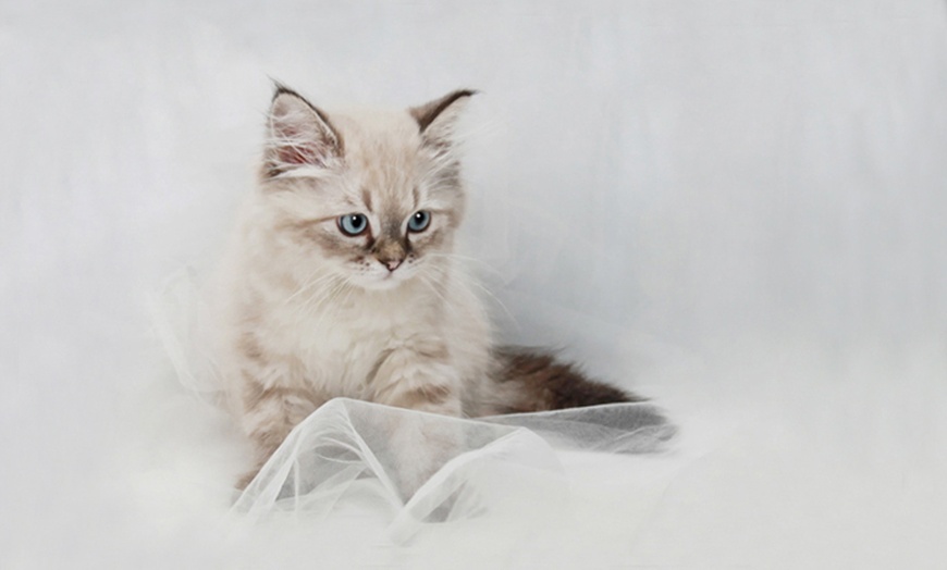 Image 3: Up to 69% Off on  at Tellier Photography Designs