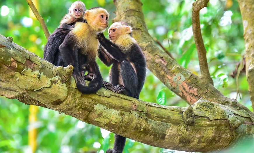 Image 6: ✈ 4-Night Adults Only Manuel Antonio Costa Rica Trip w/ Air & Car