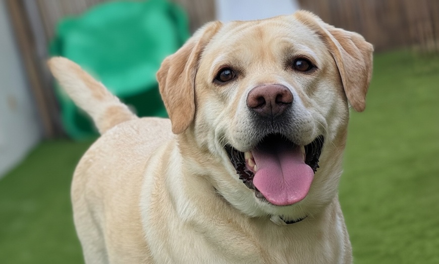 Image 4: Full Day of Doggy Day Care Or Get $50 or $100 Credit Dog Grooming