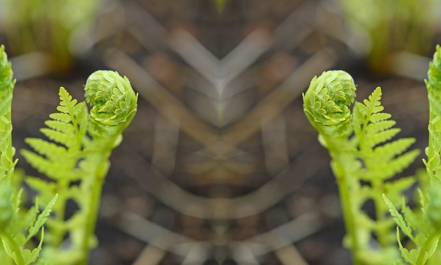 Image 3: Hardy Shuttlecock Fern - 1, 2 or 3 Potted Plants