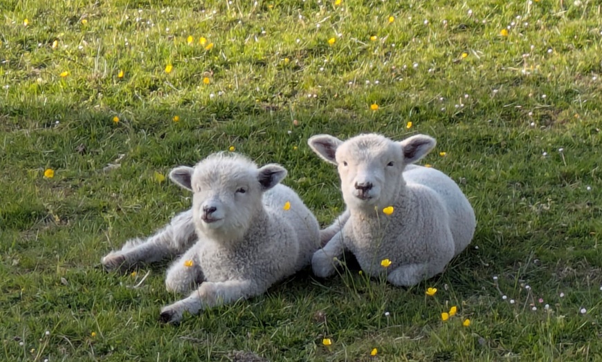 Image 5: Shepherd for a Day with Hands-On Farm Experiences