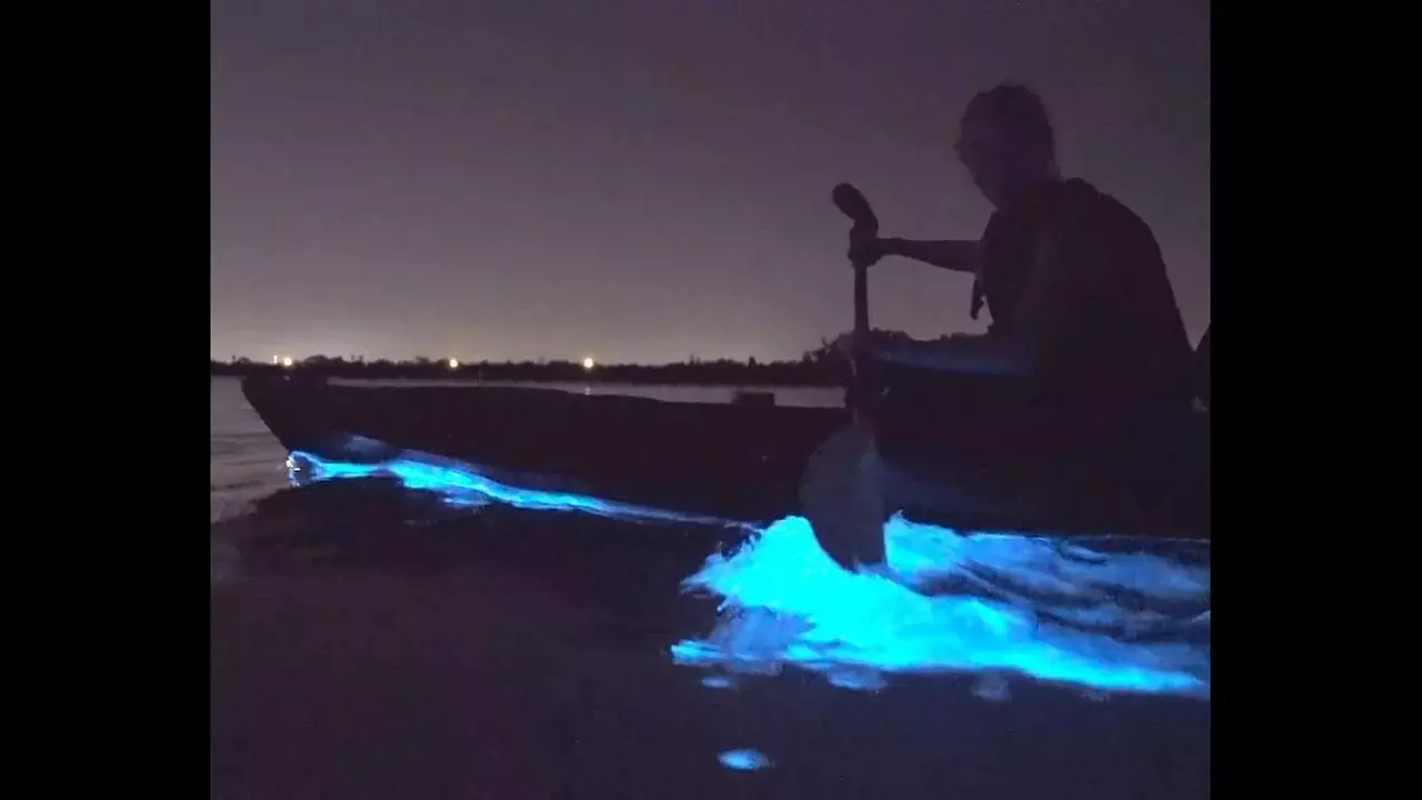 Bioluminescence Kayak Adventure for Solo, Duo, or Four Explorers 
