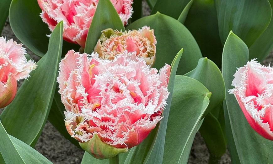 Image 1: 10, 15 oder 20x Tulpen-Blumenzwiebel 