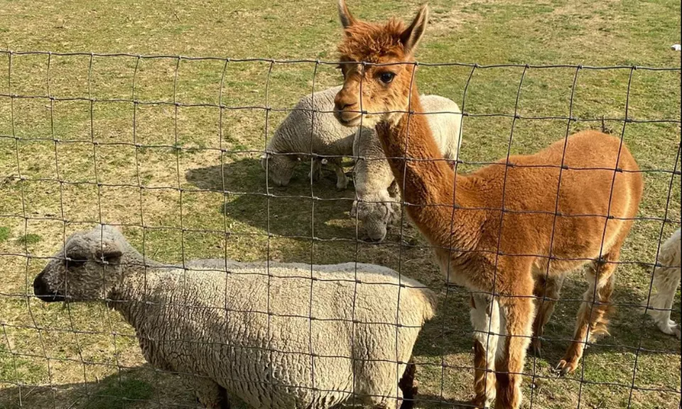 VIP Wine Tasting Experience w/ Cheese & Crackers, 2 or 4 Glass & More