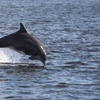 Image 2: Explore Waters of Pensacola, FL:  90-Min Dolphin Tour or Sunset Cruise