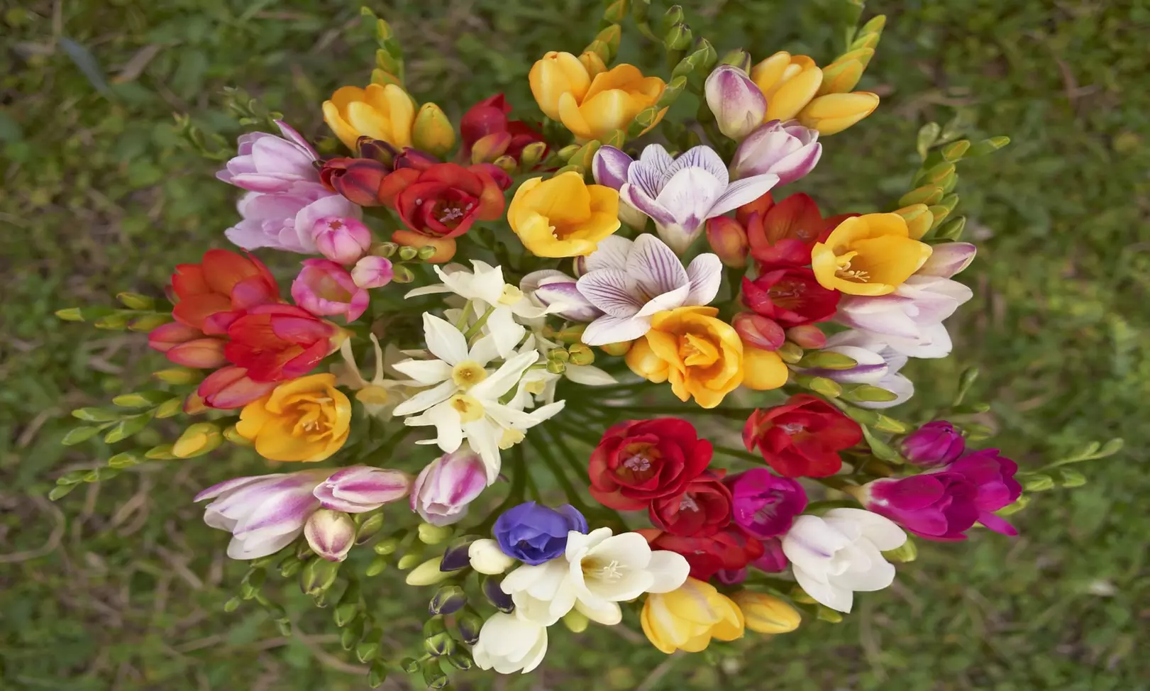 Famously Fragrant Mixed Freesia Flower Bulbs Vibrant and Aromatic Blooms
