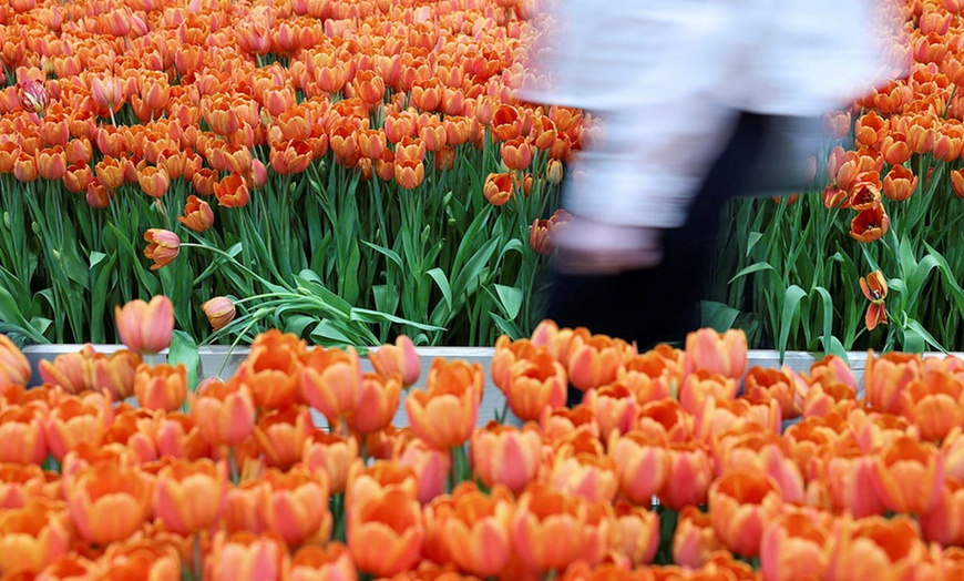 Image 15: Grüne Woche am Fr., 16.01.26 auf dem Messegelände Berlin