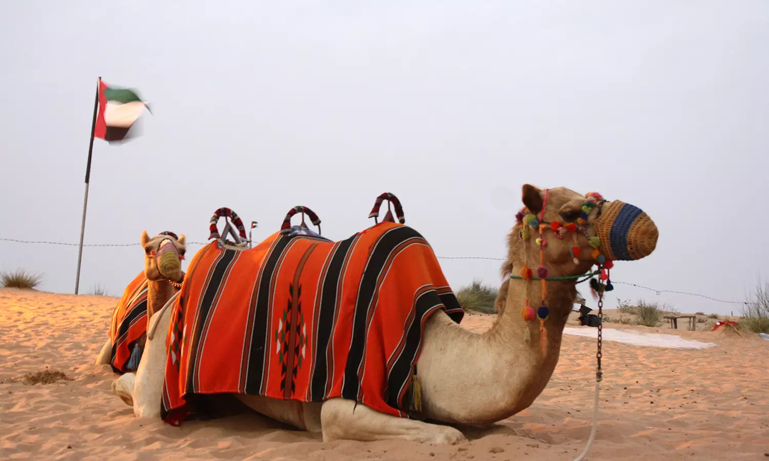 Desert Safari for Up to 4 People with Centralized Pick-Up