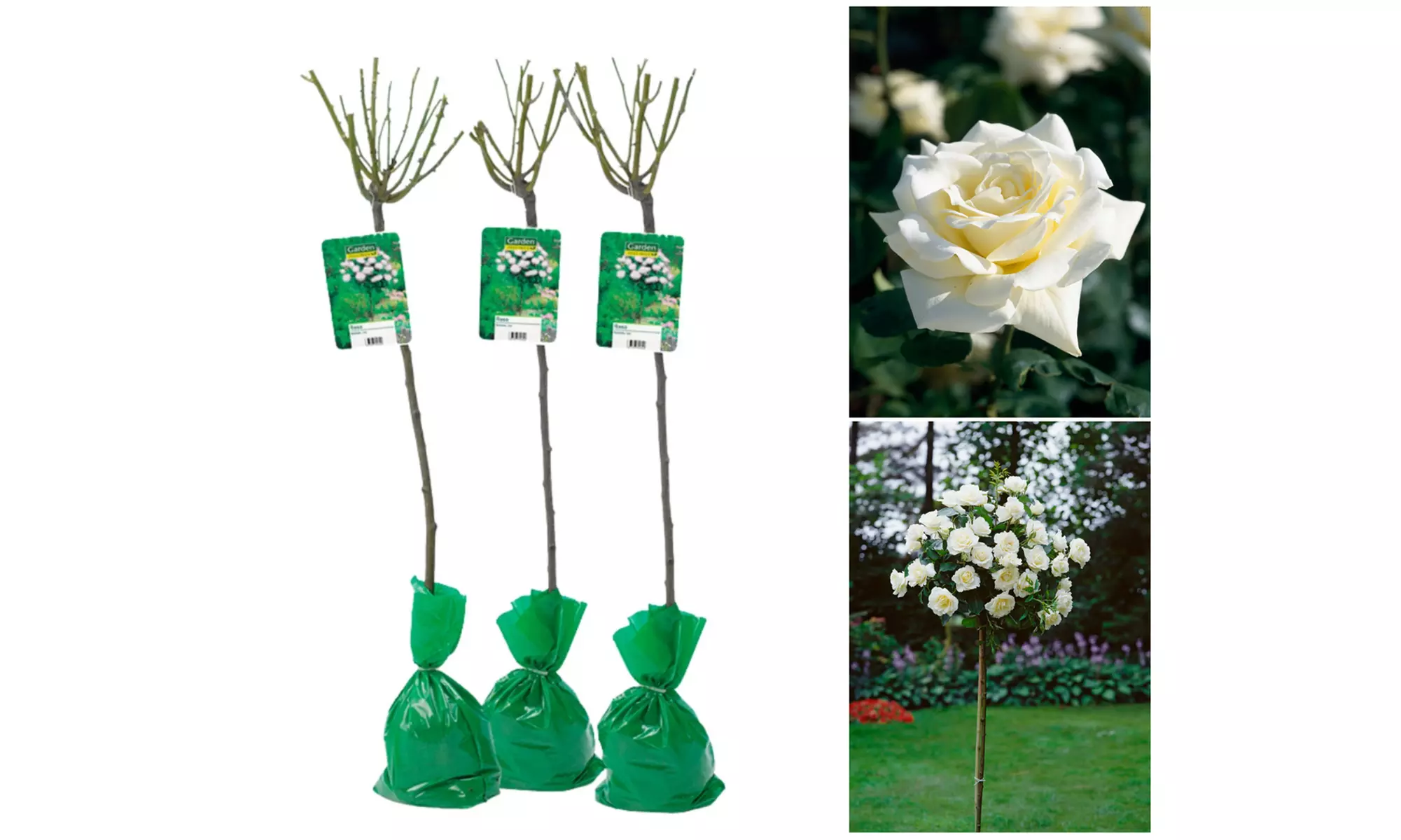 Set van 3 XXL rozen van 120-140 cm