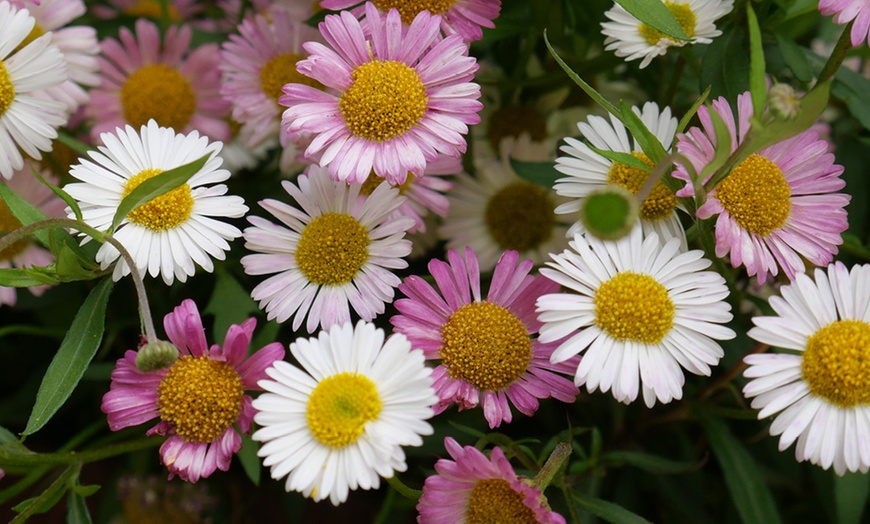 Image 6: Erigeron karvinskianus 'Profusion' Mexican Fleabane