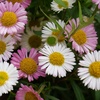 Image 6: Erigeron karvinskianus 'Profusion' Mexican Fleabane
