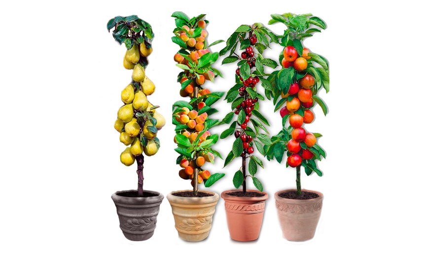 Image 1: Lot de 4 ou 8 arbres fruitiers colonnaires de Europa Green