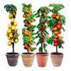 Image 1: Lot de 4 ou 8 arbres fruitiers colonnaires de Europa Green