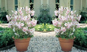 Up to Three Lavatera Barnsley Baby Hard Shrub Plants in 9cm Pots