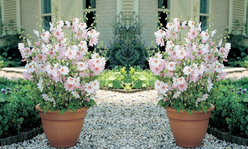 Image 1: Pink Lavatera Barnsley Baby – 1, 2 or 3 Potted Plants