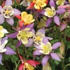 Image 3: Rainbow Perennial Collection - 72 or 144 Plants