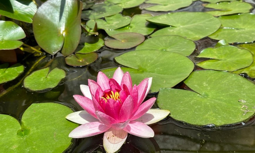 Image 7: Sesión de 30 o 45 minutos con masaje corporal, craneal y facial