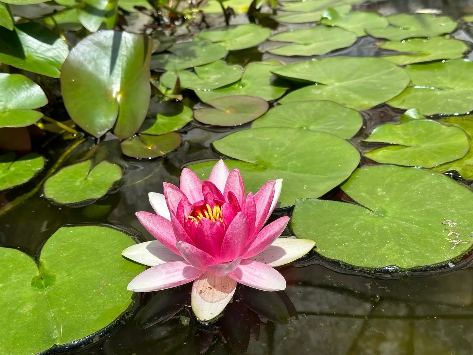 Sesión de 30 o 45 minutos con masaje corporal, craneal y facial