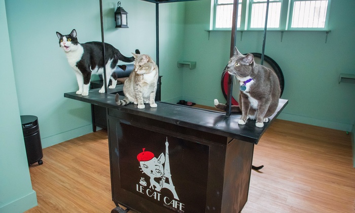  Cat  Caf  Visit and Optional Yoga Le Cat Cafe  Groupon