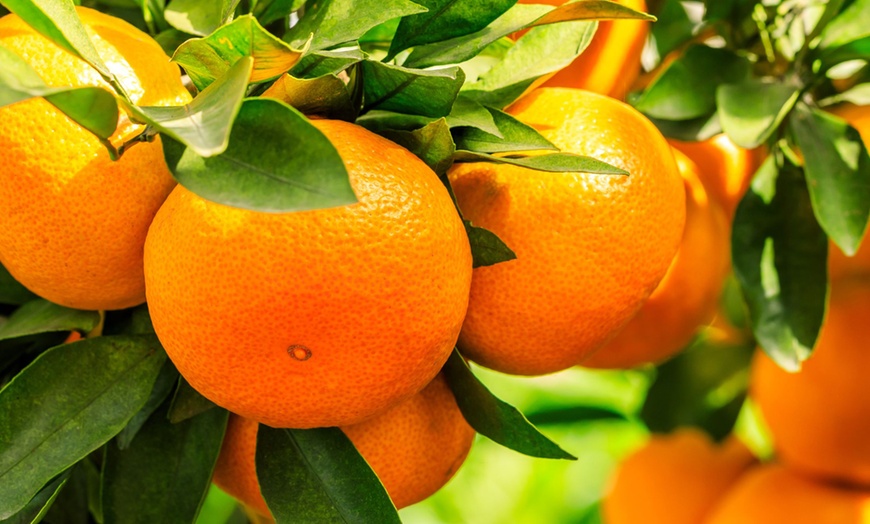 Image 3: Lot de 4 ou 8 jeunes arbres fruitiers méditerranéens Rootz