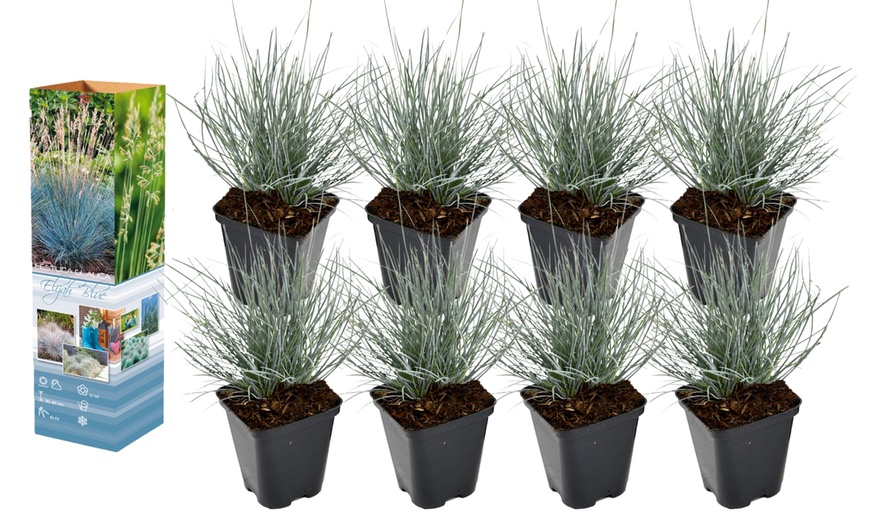 Image 5: Set de 4 u 8 hierbas de tallo azul de Gardenzo