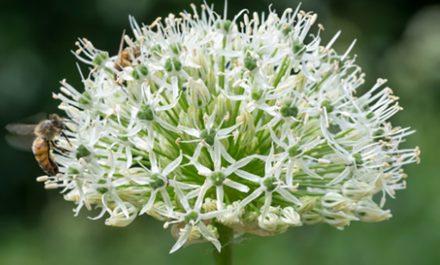 Image 1: 35x Blumenzwiebel-Mix „Sunny Garden Box“