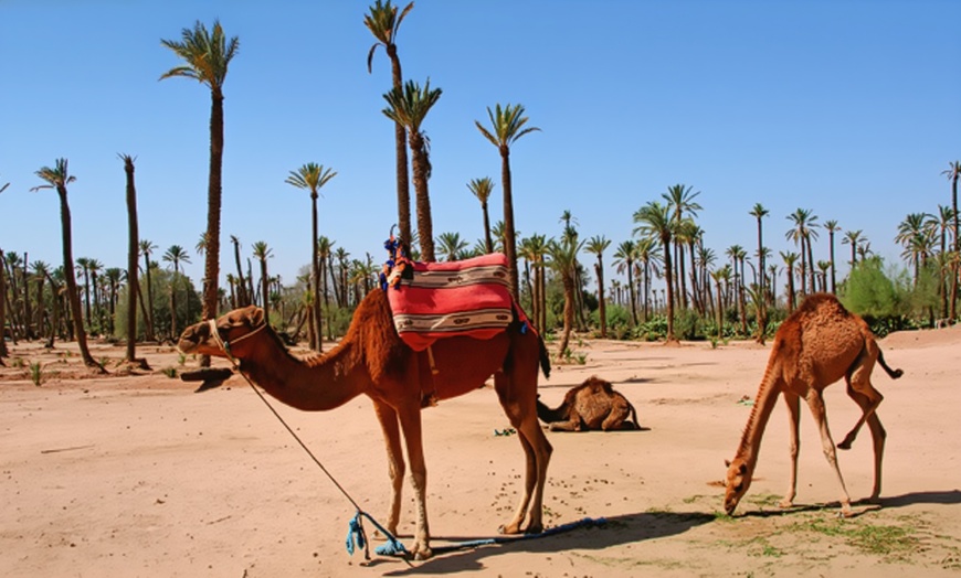 Image 15: ✈ Marrakech: Volo diretto A/R più 4 notti in riad e tour nel deserto