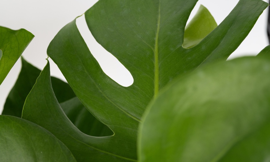 Image 4: Rootz Monstera Deliciosa House Plant