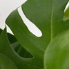 Image 4: Rootz Monstera Deliciosa House Plant