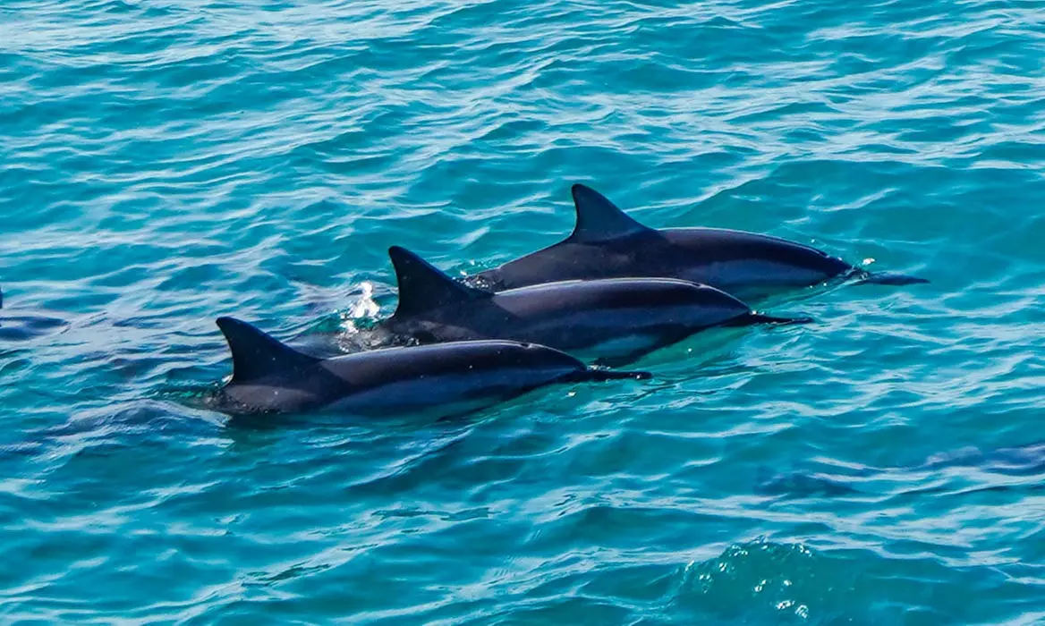 3-Hours Oahu Ocean Adventure w/ Dolphins, Turtles & Water Activities