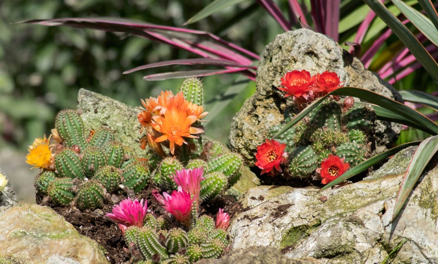 Image 1: Up to Three Hardy Garden Cactus Plants