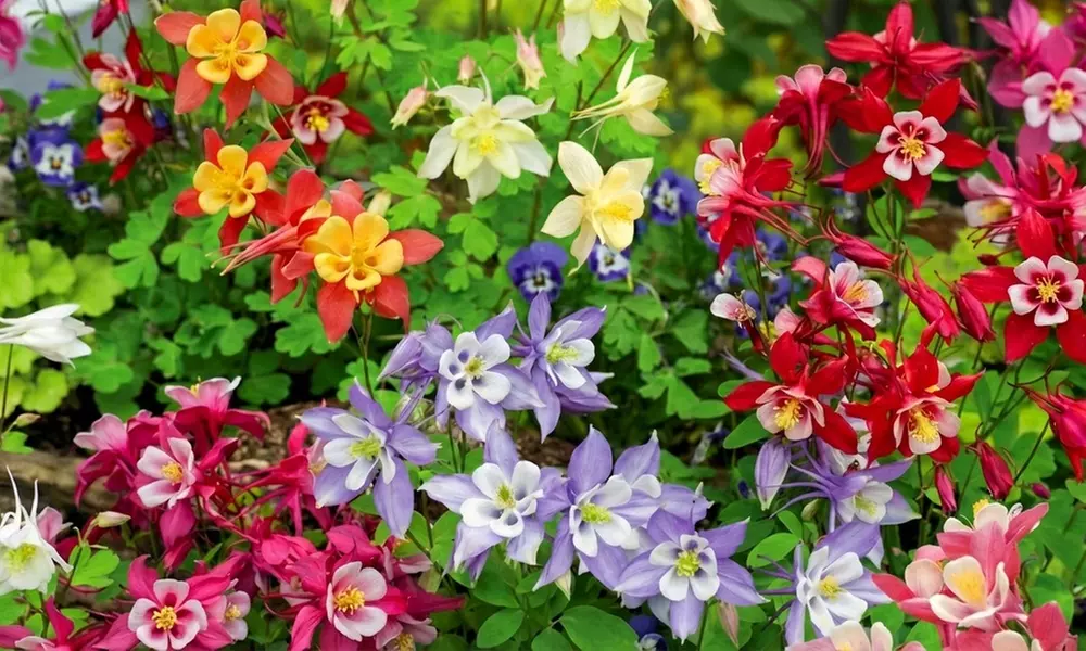 24 Wildlife Friendly Perennial Plants