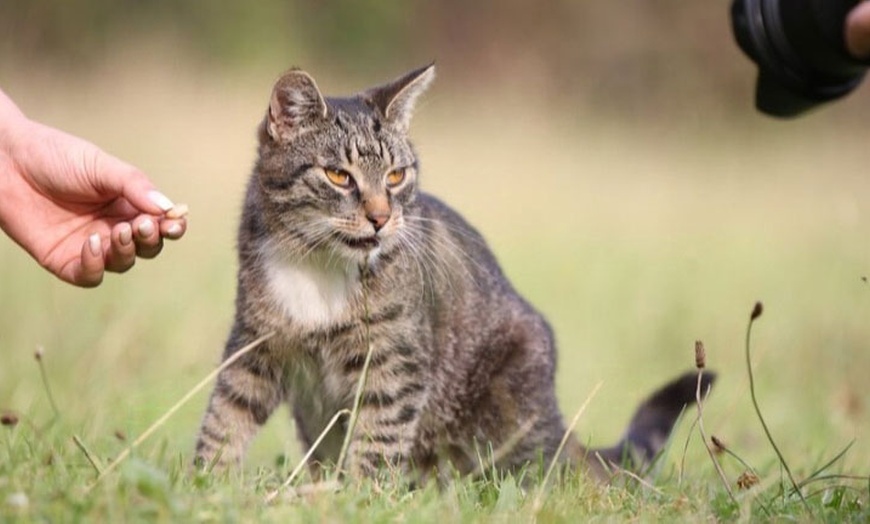 Image 2: Tierpatenschaft für 1 Tier nach Wahl inkl. Tierführung