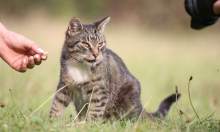 Für 1 Erwachsenen: 120 Min. Auszeit mit Tieren - Gnadenhof Wattenscheid
